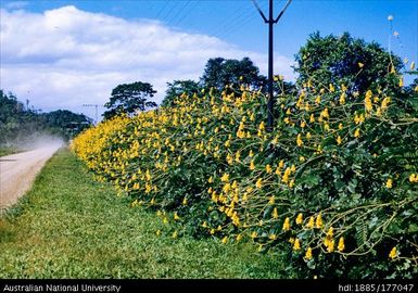 32 miles after Korolevu, golden candle