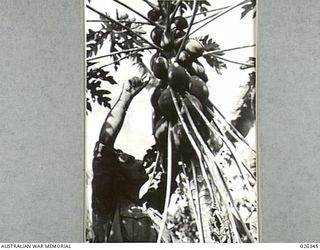 NEW GUINEA, 1942-08-03. AN A.I.F. GUNNER, RECENTLY RETURNED FROM THE MIDDLE EAST, PICKING THE "DESSERT DISH" FOR THE EVENING MEAL - A GOOD BUNCH OF PAW-PAWS