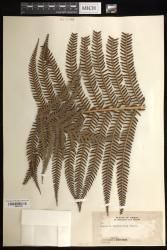 Sadleria cyatheoides