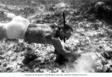 Ralph F. Palumbo collecting algae specimens from the bottom of Bikini Lagoon, summer 1964