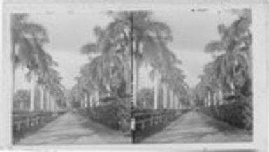 An Avenue of Royal Palms, an Ideal Drive in the Suburbs of Honolulu, Hawaiian Islands