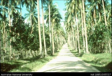 Coconut plantation and coral roads, South Santo