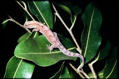 Gecko sp.