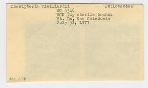 [Tmesipteris vieillardii in New Caledonia, envelope IE41-128]