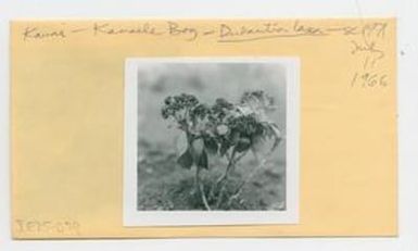 [Dubautia laxa in Hawaii, envelope IE25-079]