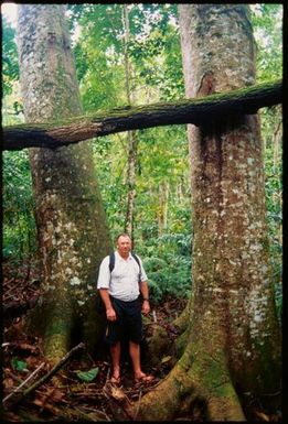 A man standing between two large trees in the bush,Tonga
