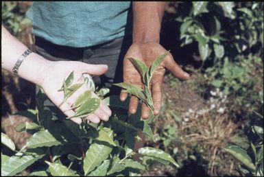 'Leaf tea' : Wahgi Valley, Papua New Guinea, 1970 / Terence and Margaret Spencer