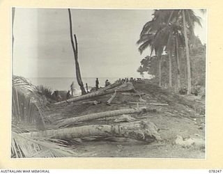 DANMAP RIVER, NEW GUINEA. 1945-01-05. A LINE OF COCONUT PALMS BLOWN OUT OF THE GROUND BY TROOPS OF THE 2/2ND FIELD COMPANY, DURING THE WIDENING OF THE LINES OF COMMUNICATION TRACK ALONG THE RIVER ..