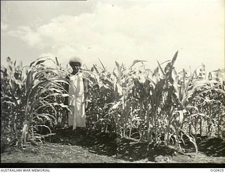 NEW GUINEA. 1943-12-22. NATIVE WORKER TODIWETA WITH SPECIAL LIMED HAIR-DO PROUDLY INDICATES THE RAPID GROWTH OF SWEET CORN IN A RAAF VEGETABLE GARDEN