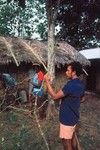 Kava Branch Bigger Than Man, Waileni