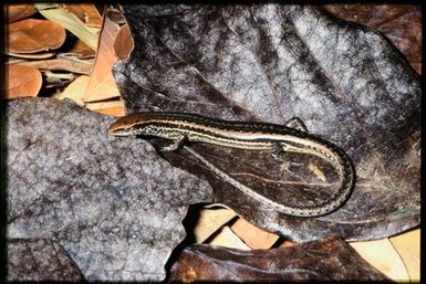 Caledoniscincus haplorhinus