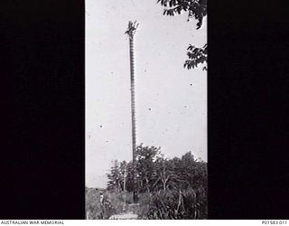 MARKHAM RIVER, NEW GUINEA. 1943-12. MEMBERS OF 20 LINE SECTION, LAND HEADQUARTERS SIGNALS, ERECT A TELEGRAPH POLE