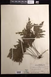 Abrodictyum dentatum