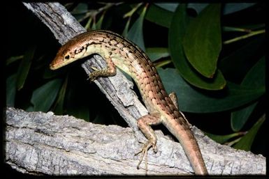 Epibator nigrofasciolatus