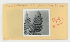 [Diplazium in Hawaii, envelope IE28-029]
