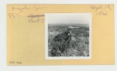 [Frigate in Hawaii, envelope IE30-043]