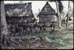 Canoe-building: men carry a new canoe through Tukwaukwa village on Kiriwina