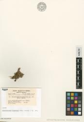Atractylocarpus dicranoides