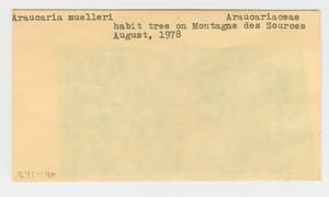 [Araucaria muelleri in New Caledonia, envelope IE41-140]