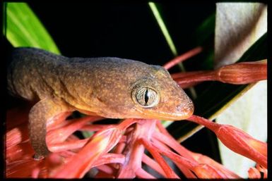 Gecko sp.