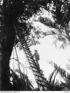 1943-01-08. AN AUSTRALIAN CLIMBING TO A JAPANESE OBSERVATION POST BUILT HIGH UP IN A TREE TO ALLOW THE ENEMY TO DIRECT THE FIRE OF TWO 3-INCH NAVAL GUNS AGAINST ALLIED TROOPS ADVANCING ON BUNA. ..