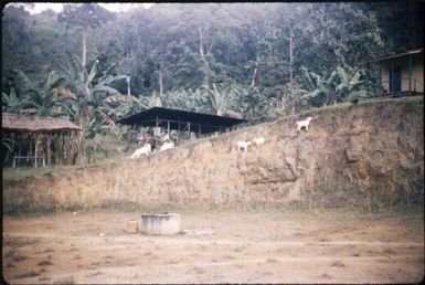 Tapini (5) : Papua New Guinea, 1956 / Terence and Margaret Spencer