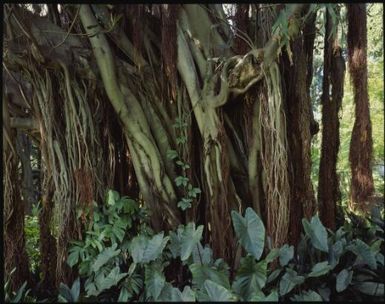 Forest, Wakaya, Fiji, 1994, 2 / Peter Dombrovskis