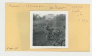 [Dodonaea in Hawaii, envelope IE26-073]