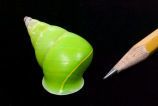 Manus Island tree snail