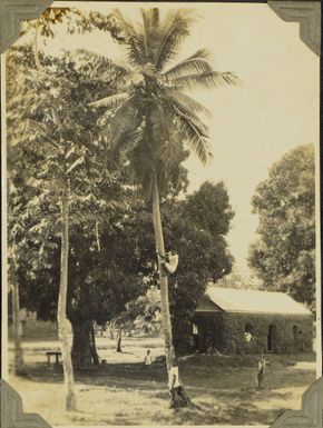 Boys climbing coconut palms at Ba, Fiji, 1928
