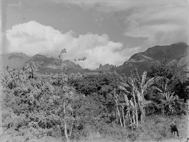 [View of horse in front of Pacific Island forest and mountains]