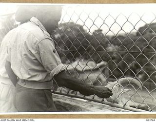SYDNEY, NSW. 1944-01-26. AN AUSTRALIAN AND NEW GUINEA ADMINISTRATION UNIT NATIVE FEEDING A BARBARY SHEEP DURING A TOUR OF THE TARONGA PARK ZOO