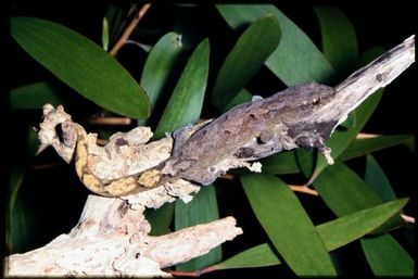 Gecko sp.