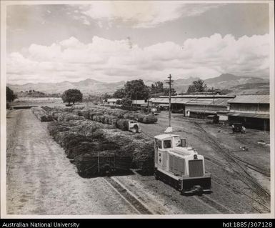 Harvested cane, Rarawai Mill