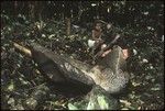 Man making petroglyph carving