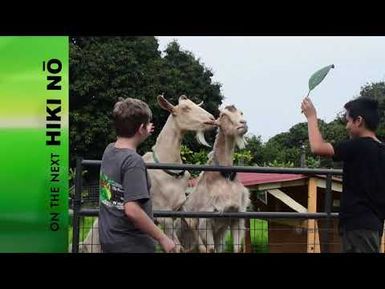 HIKI NŌ Episode #1003 – Dancing Goat Sanctuary on Hawai‘i Island, other stories | Promo Thurs.