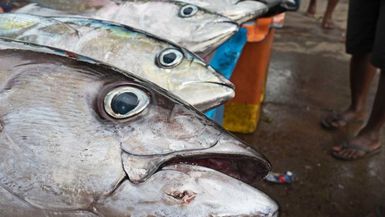 The Nauru Agreementâhow small Pacific nations took back control of their valuable tuna fisheries