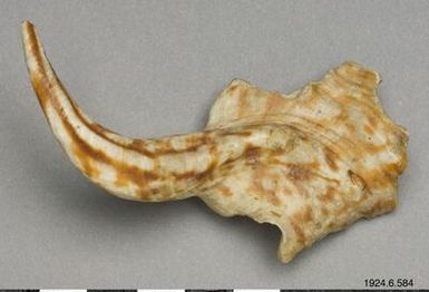 sea shell