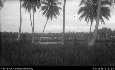 Palm trees and river