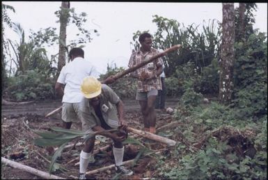Our assistants collecting fallen coconuts (Jonathan Baloiloi, Adi'loi'i'nana (Joe) Ia'ia'mina and Hubert Murray Kirata) : Bougainville Island, Papua New Guinea, March 1971 / Terence and Margaret Spencer