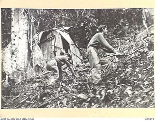 NEW GUINEA. PTE. ALLAN MCLEOD, OF ASCOT VALE, VIC., AND SIG. BILL BULLOCK OF BRUNSWICK, VIC., CLEARING A TRACK TO THEIR HUT BUILT ON A HILL SIDE NEAR MUBO, ON A SLOPE OF ONE IN ONE. THIS JUNGLE ..