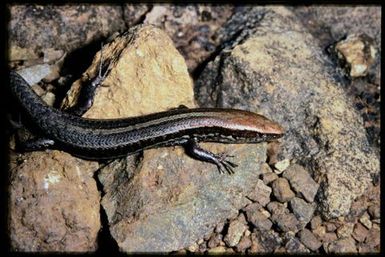 Skink sp.