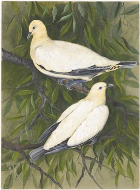 Ducula spilorrhoa (Gray, 1858), family Columbidae, Papua New Guinea, 1917 / Ellis Rowan