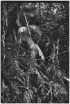 Hunting: man in forest examines ground for sign of marsupials or other game