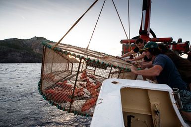 Crew members of the RV Braveheart bring in a deep sea fish trap for scientists at Hunter Island, New Caledonia during the 2017 South West Pacific Expedition.