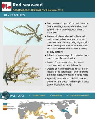 Red seaweed | Acanthophora spicifera