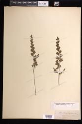 Adiantum capillus-veneris