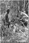 Pig festival, uprooting cordyline ritual: men place uprooted plants at clan boundary