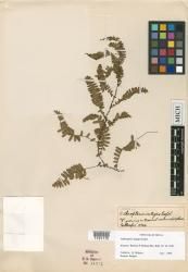 Arthropteris integra