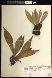 Antrophyum callifolium